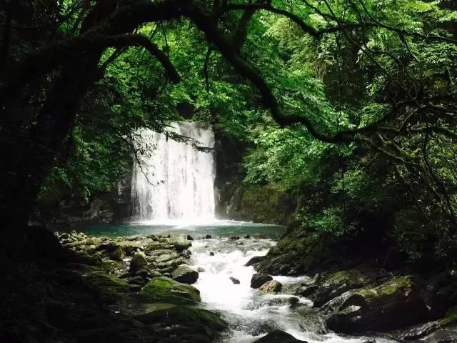 虫虫助手下载